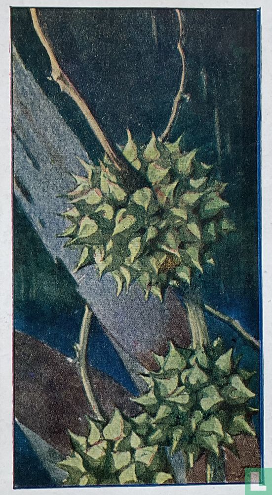 Egelskop, Vrucht