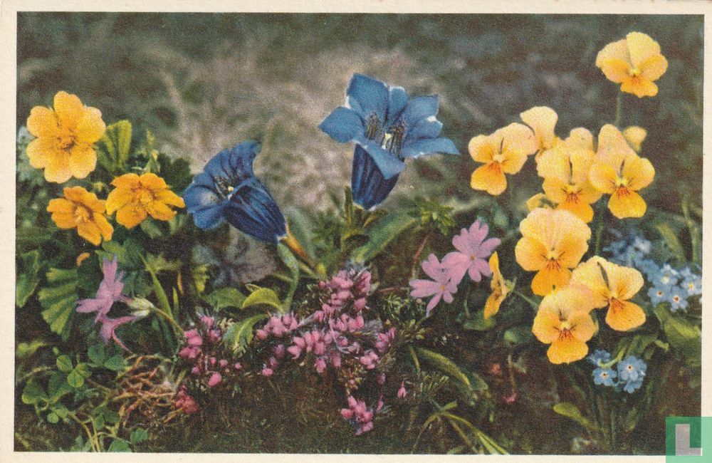 Flora alpina