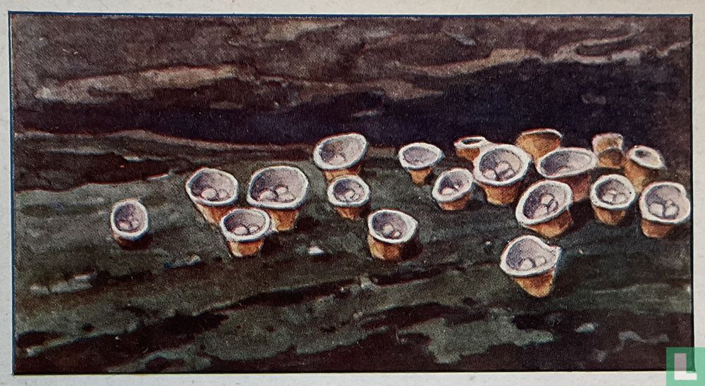 Vogelnestzwam