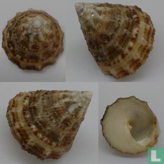 Tectus fenestratus