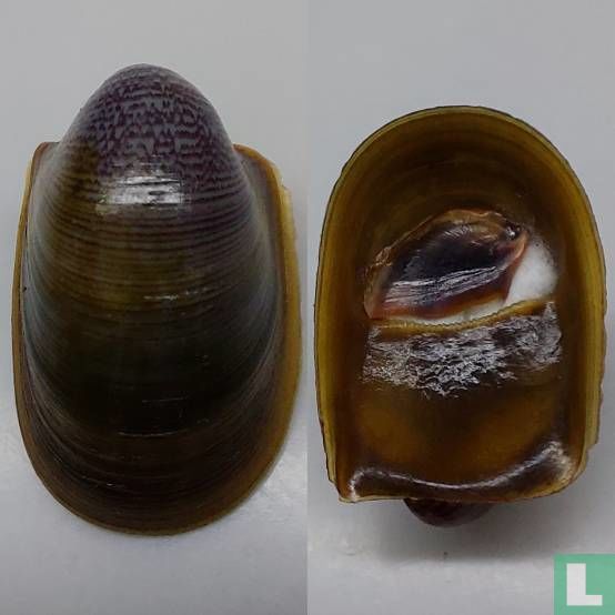 Neripteron rostratum 