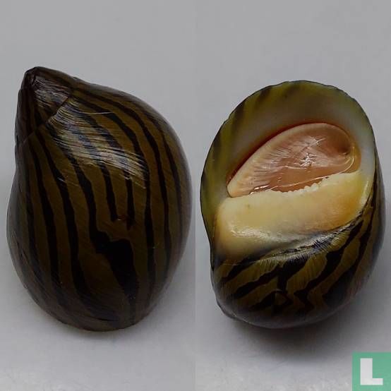 Vittina turrita