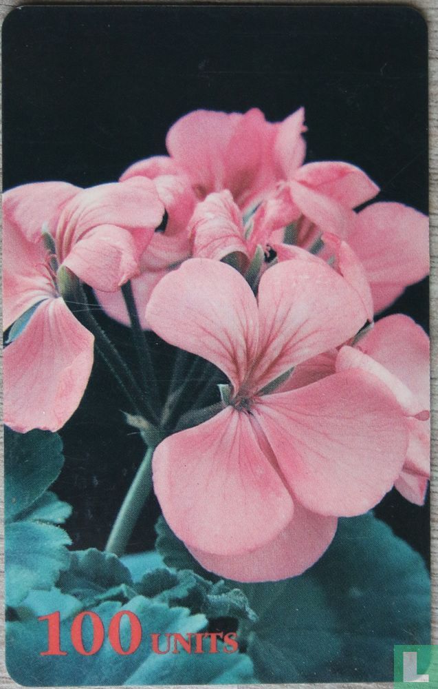 Pink Geranium