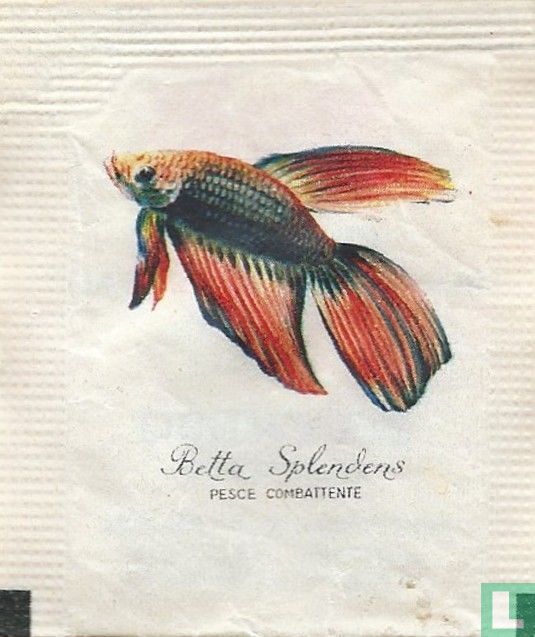 Betta Splenders