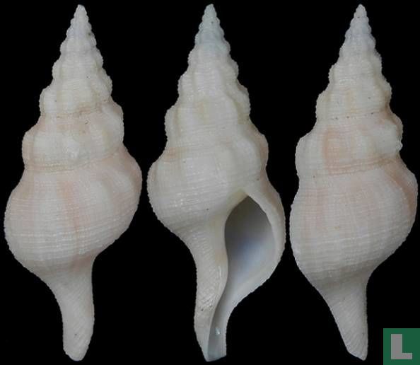 Chryseofusus artutus