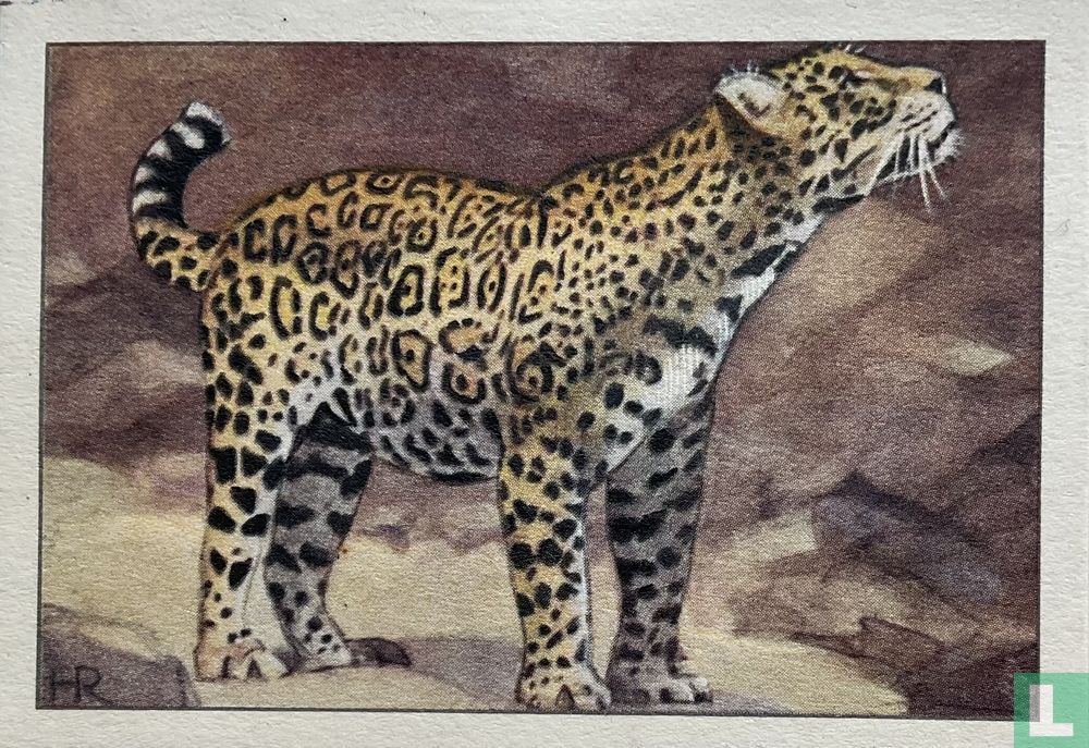 Jaguar