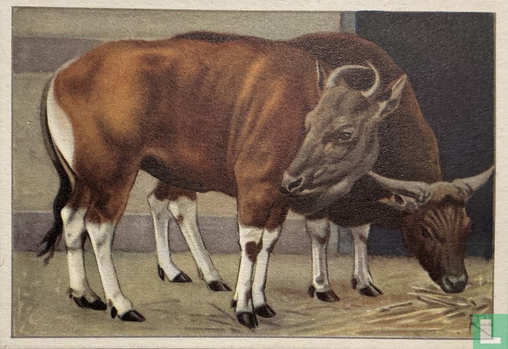 Banteng-paar