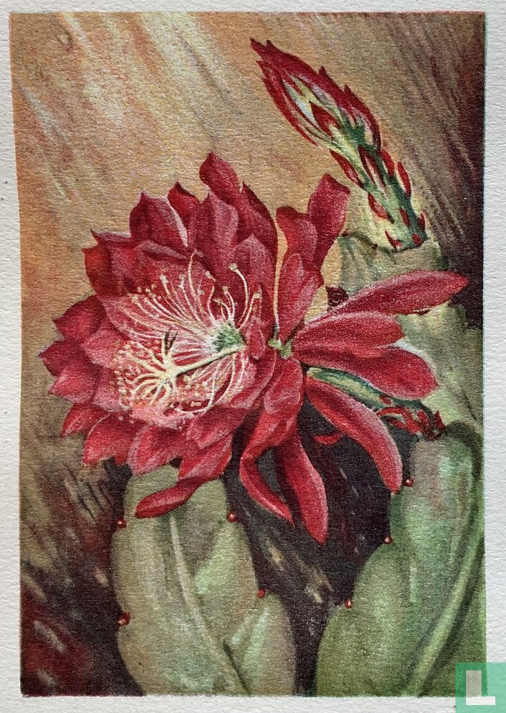 Phyllocactus “Pfau”