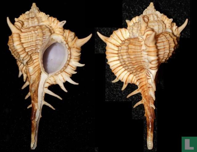 Vokesimurex donmoorei