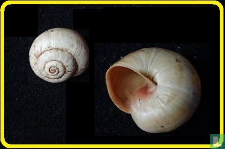 Theba pisana ampullacea