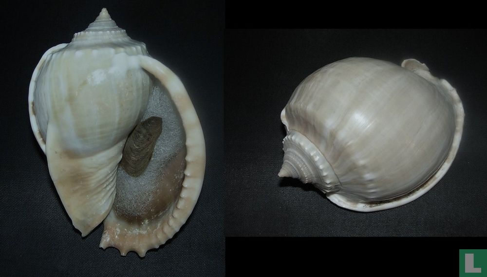 Phalium glaucum