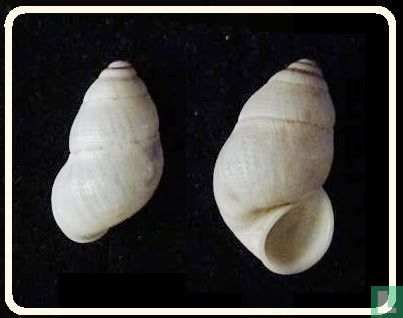 Leonia scrobiculata