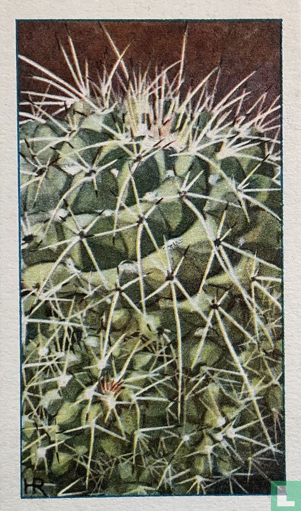 Gedrukte-Kranscactus