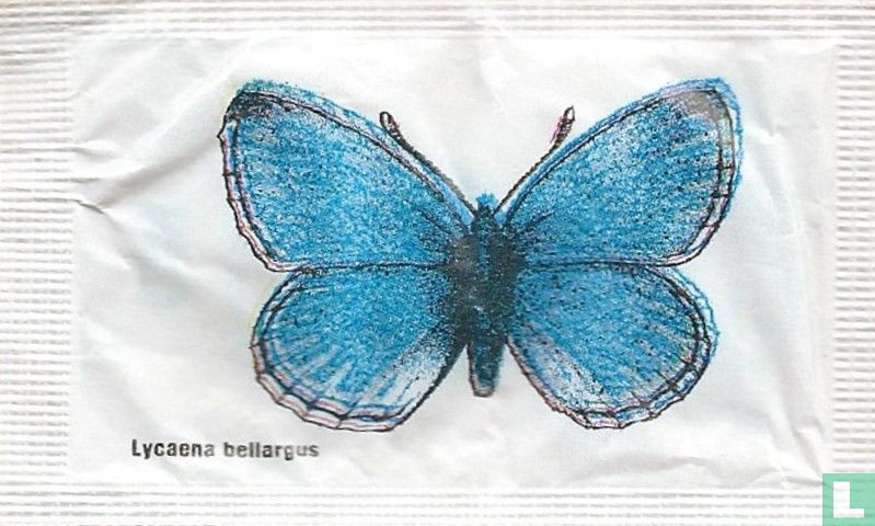 Lycaena bellargus