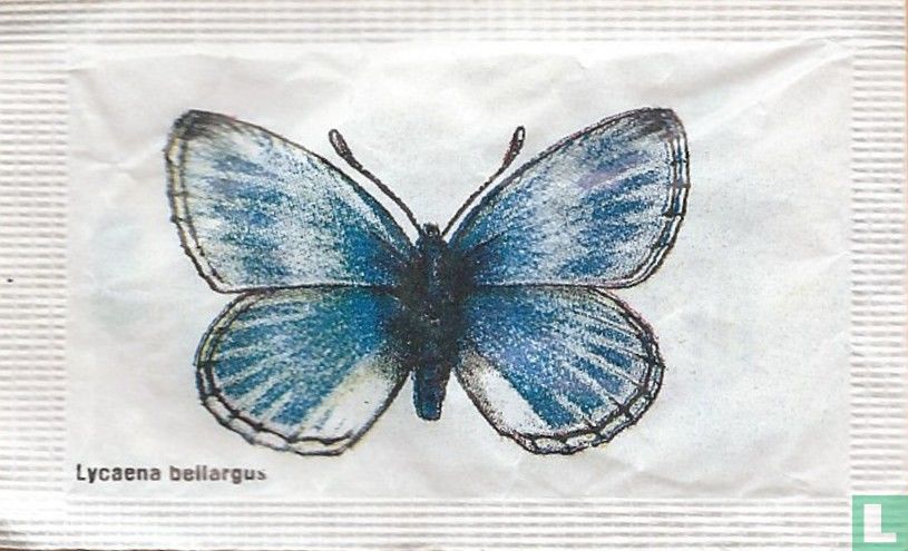 Lycaena bellargus
