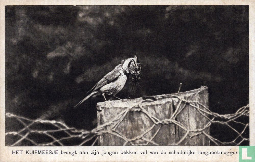 Het Kuifmeesje