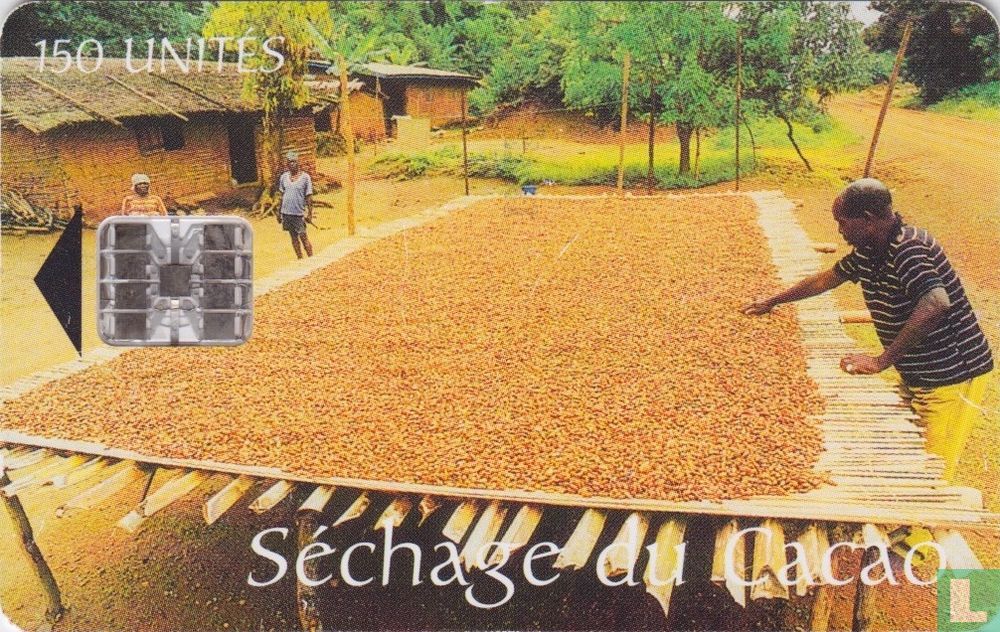Séchage du Cacao