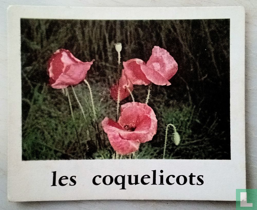 Les coquelicots.