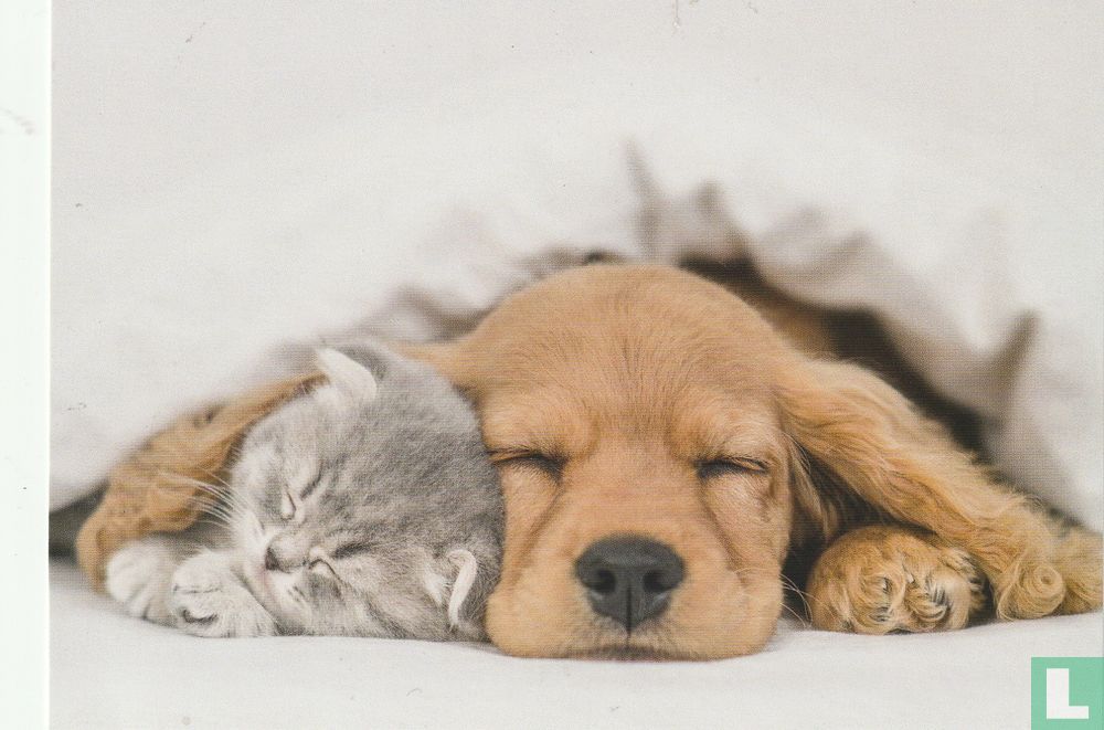 Kat en hond 