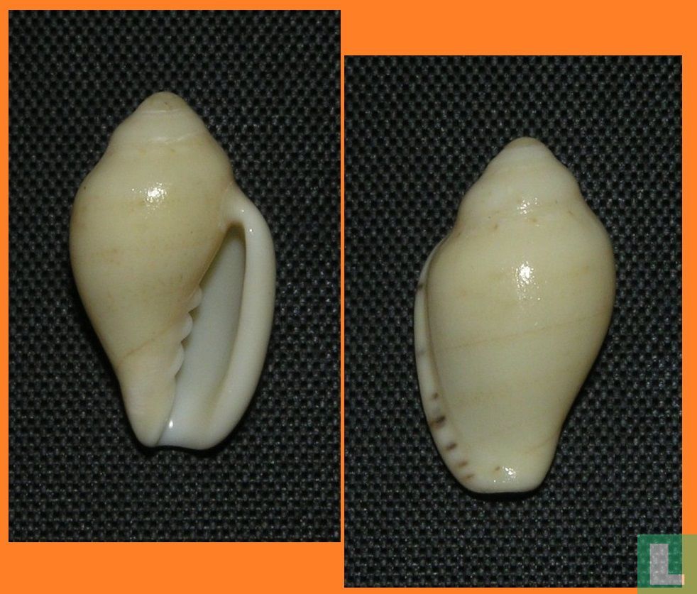 Marginella lutea