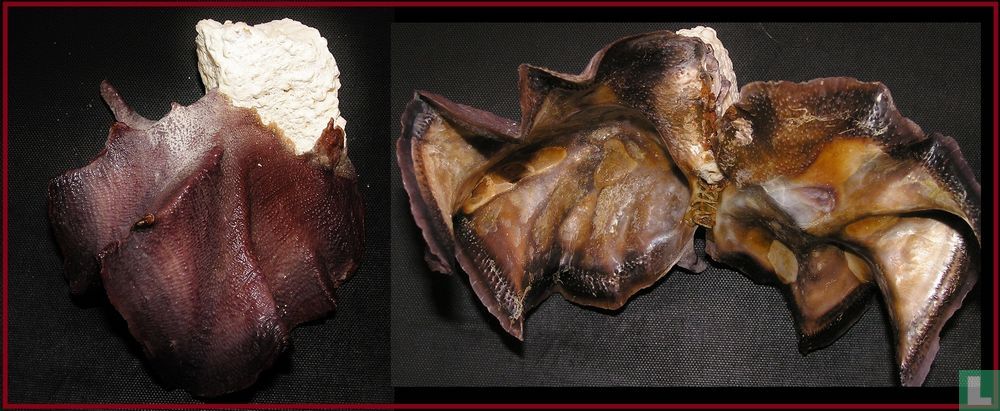 Lopha cristagalli
