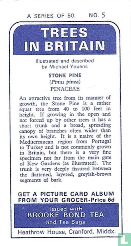 Stone Pine