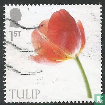 Tulipe
