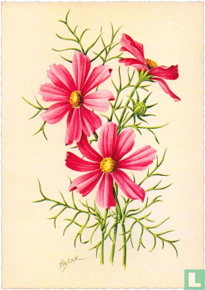 Cosmea