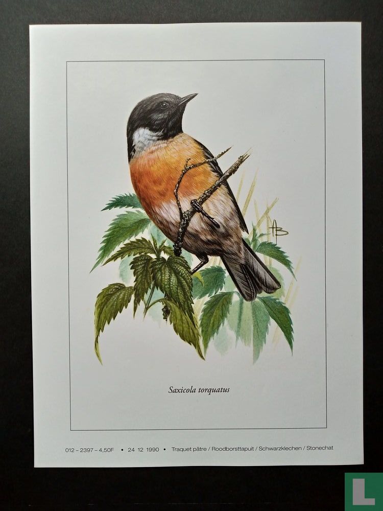 Roodborsttapuit Saxicola torquatus