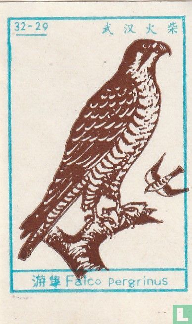 Falco pelgrinus