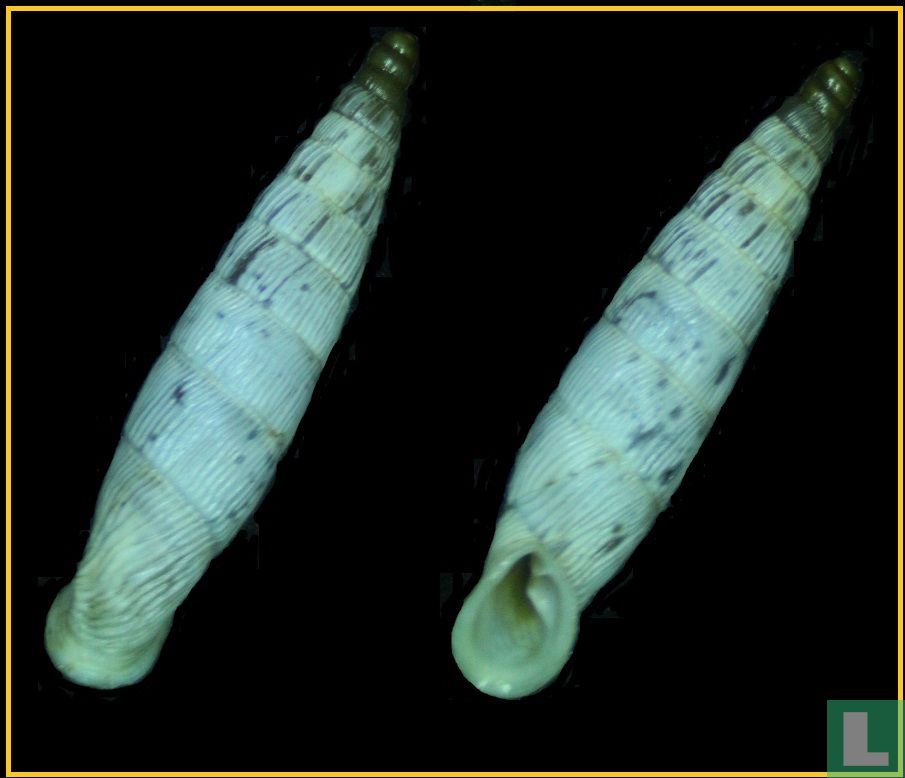 Albinaria tenuicostata