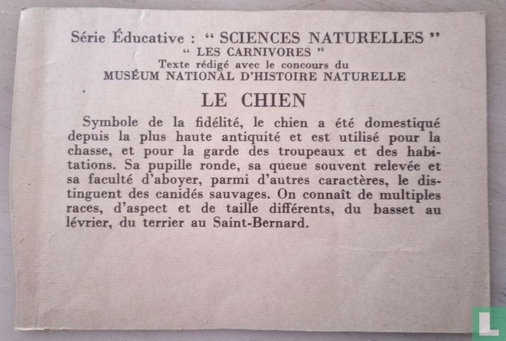 Le chien.