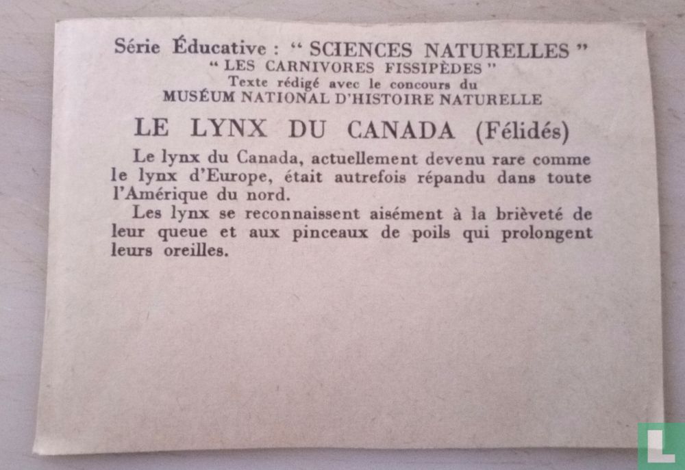 Le lynx du Canada