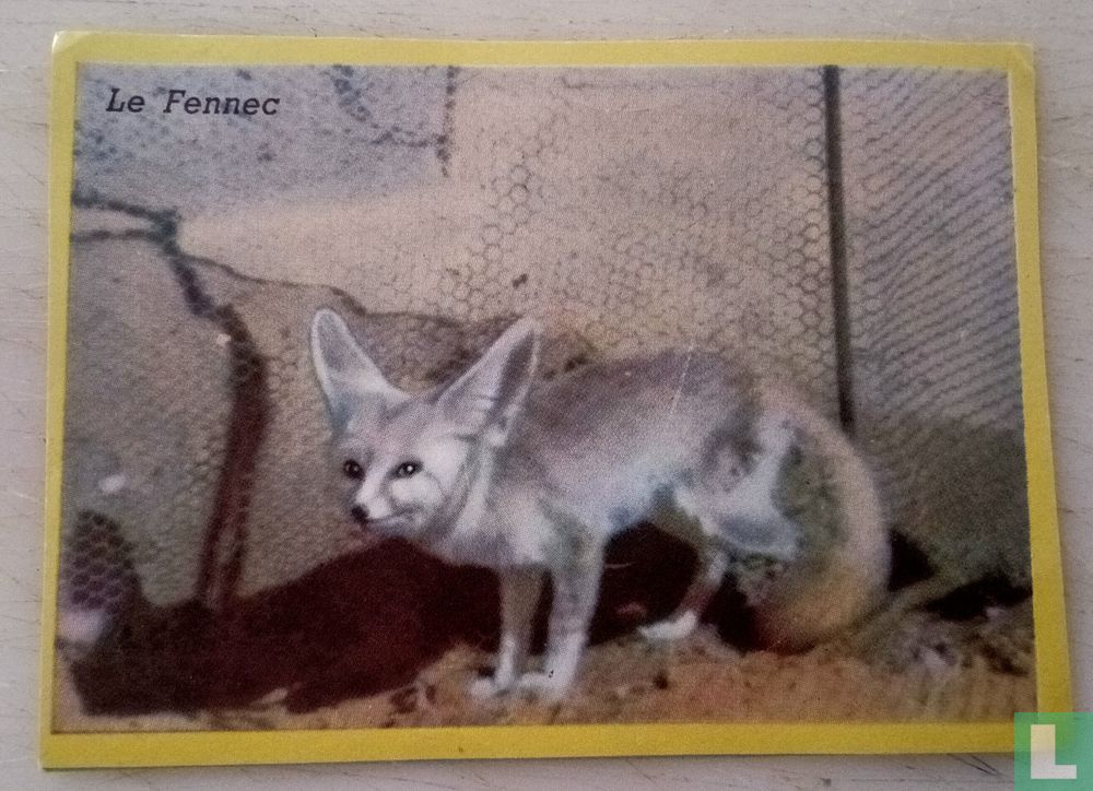 Le fennec.