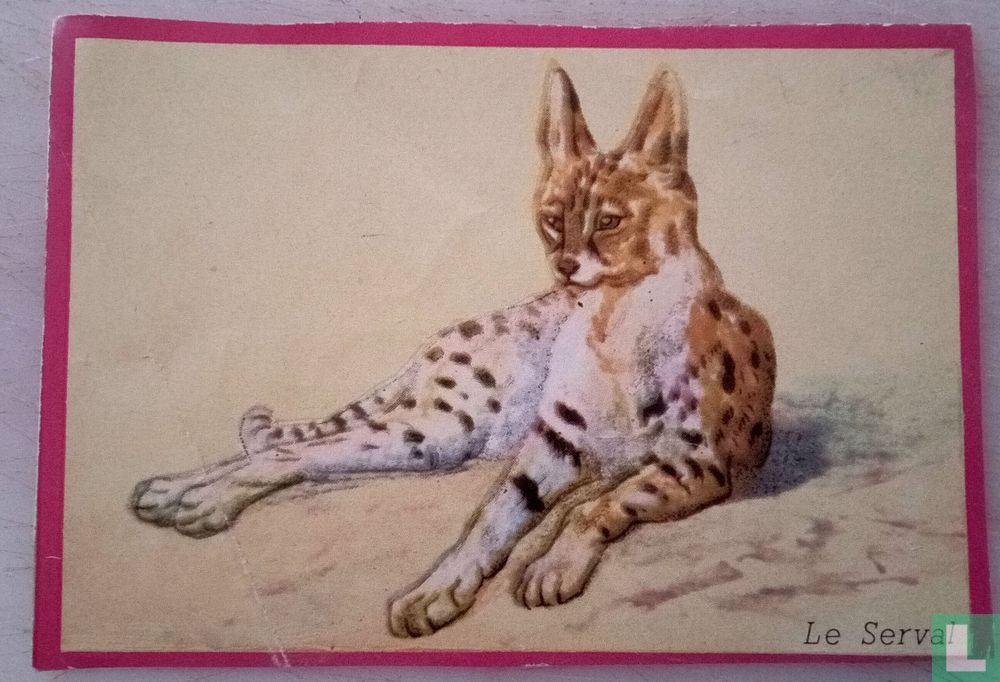 Le serval.