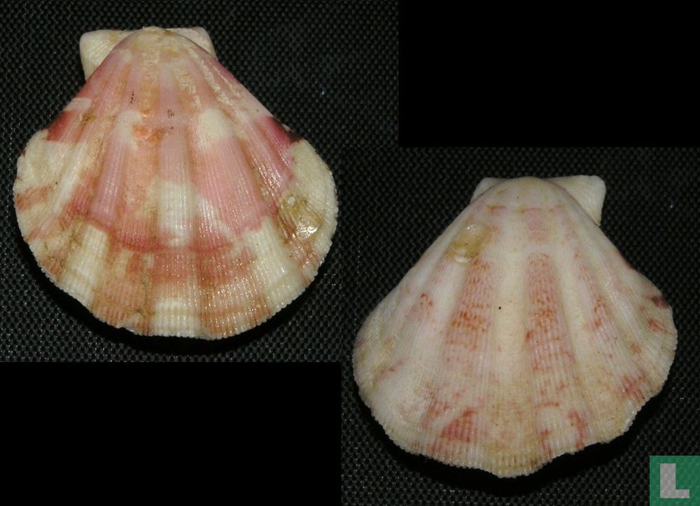 Decatopecten plica