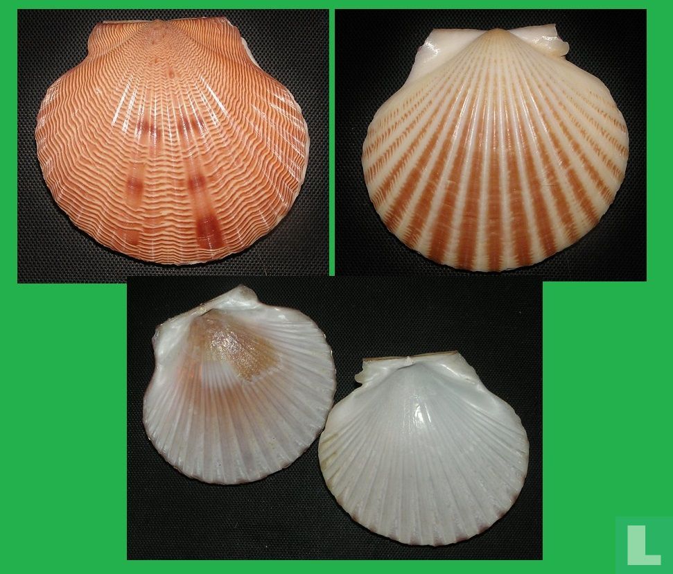 Aequipecten lineolaris