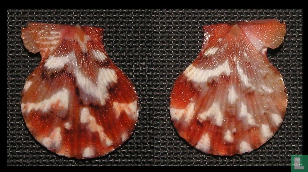Cryptopecten nux