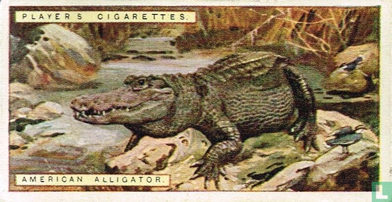 American Alligator