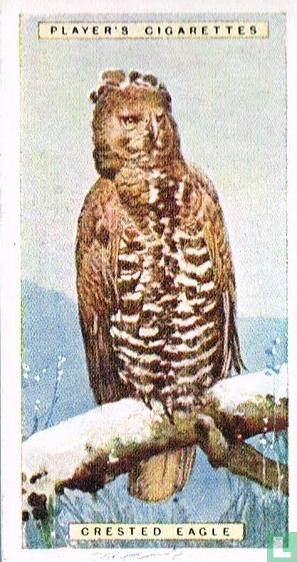Crested Eagle