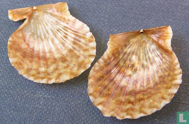 Leptopecten latiauratus