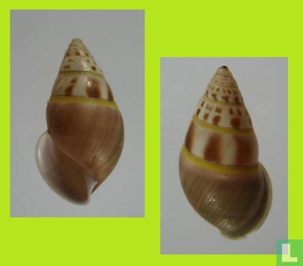 Amphidromus ledaoae