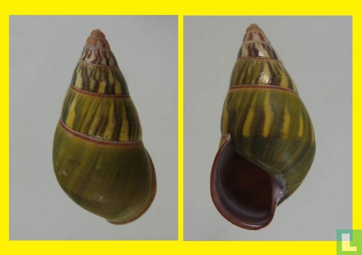 Amphidromus verbinneni