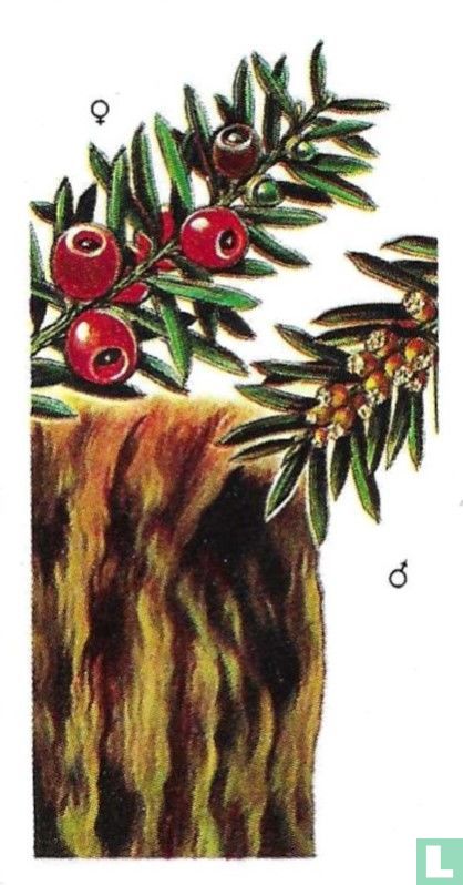 Yew