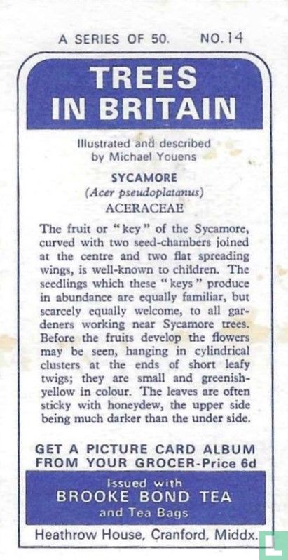 Sycamore