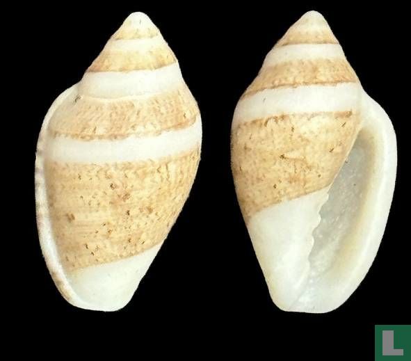 Marginella albocincta