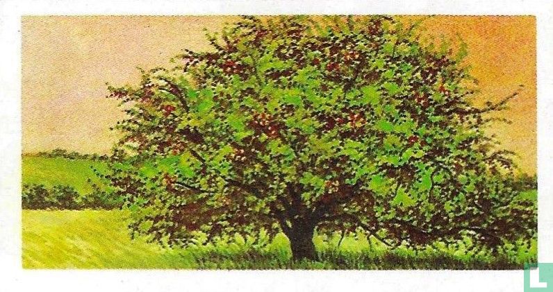 Crab Apple