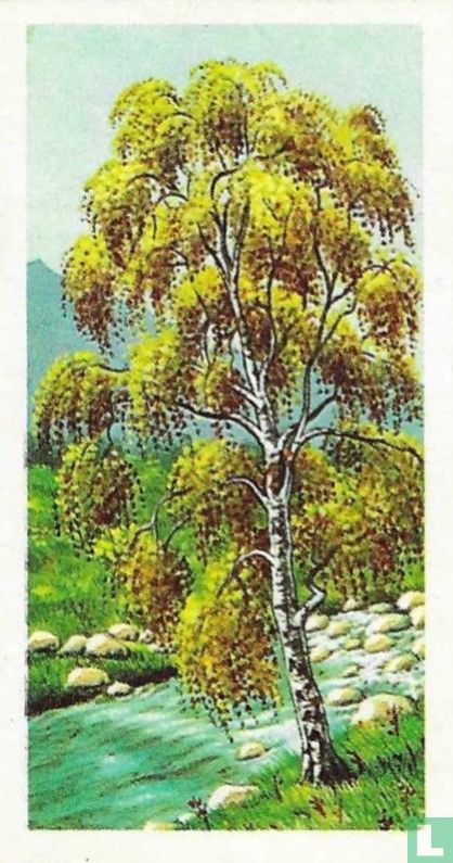 Silver Birch