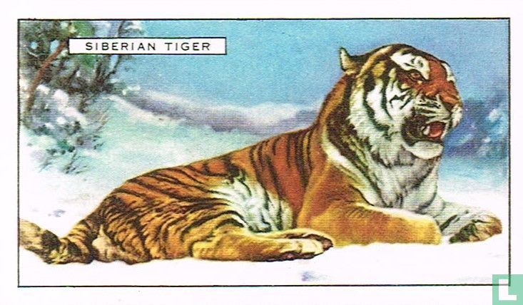 The Siberian Tiger