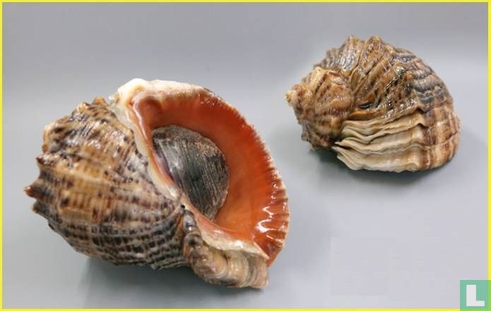 Rapana venosa